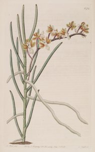 Cleisostoma simondii（syn。Vanda teretifoliaとして）のイラスト 作： M. Hart